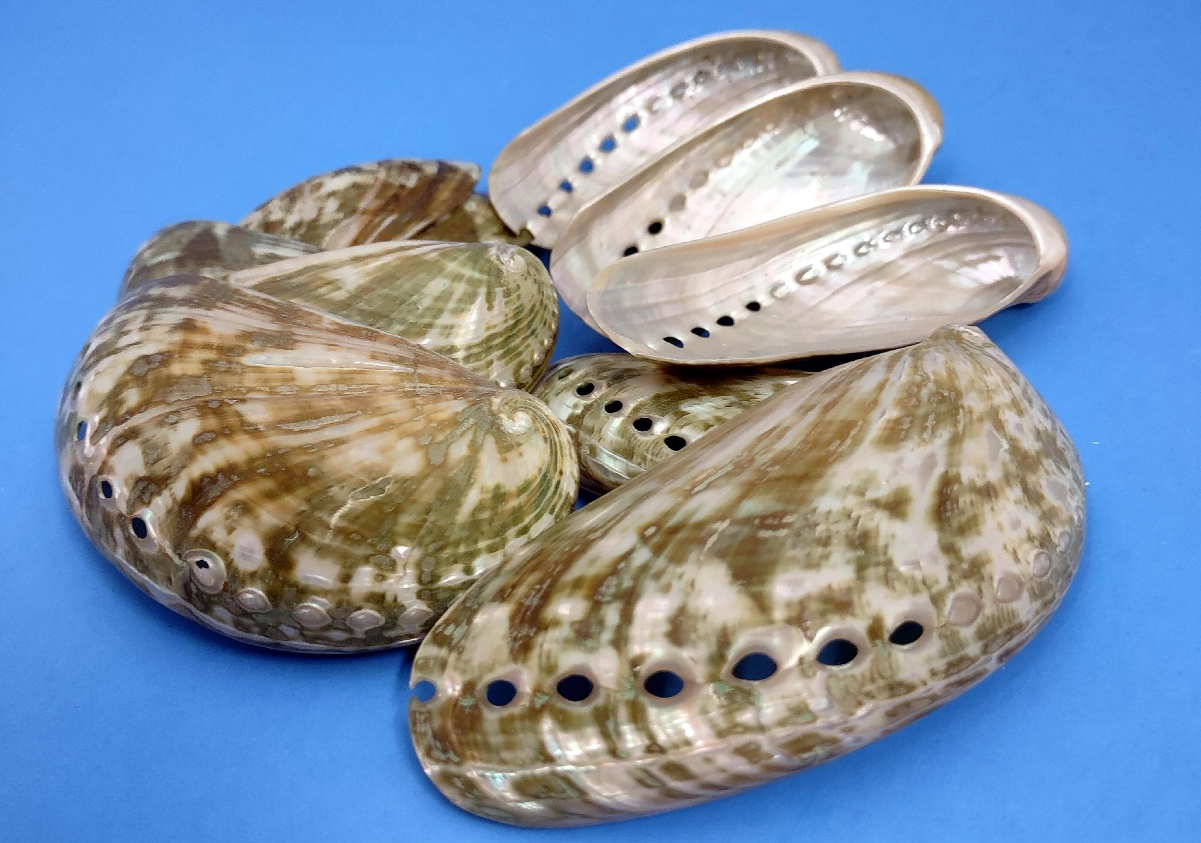 Polished Mule Ear Abalone Seashells Haliotis Asiana (10 Shells Approx ...