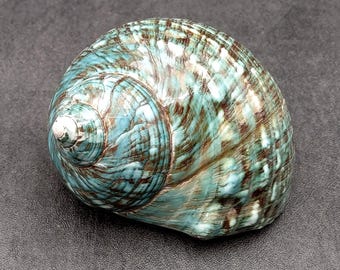 Large HERMIT Crab IMPERIAL TURBO Jade Shell, Rare Polished Blue