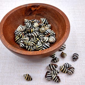 Bee Hive/Bumble Bee Seashells - Engina Mendicaria - (20 shells approx. .25-.5 inches). Multiple black and white stripped shells in pile. Copyright 2024 SeaShellSupply.com.