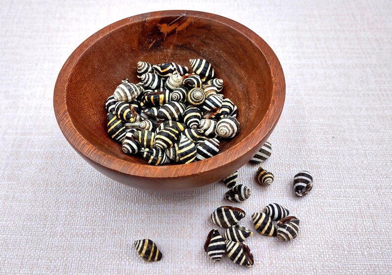 Bee Hive/Bumble Bee Seashells - Engina Mendicaria - (20 shells approx. .25-.5 inches). Multiple black and white stripped shells in pile. Copyright 2024 SeaShellSupply.com.