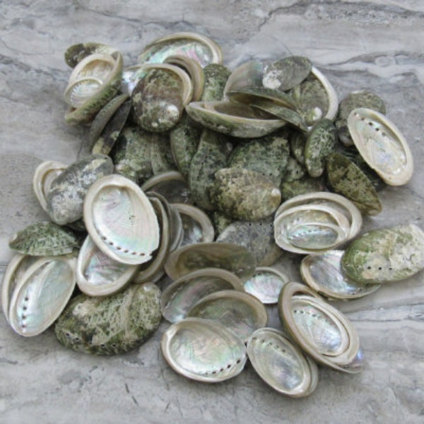 Mini Baby Abalone Green and Silver Seashells (Approx. half pound 85+ shells 1+ inch) Small shells ideal for jewelry art crafts & collecting!
