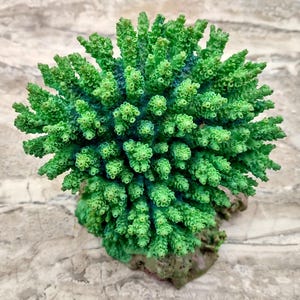 Green FAUX Table Coral - Acropora Hyacinthus - (1 FAUX Coral approx. 5Wx6Dx4T inches). Green thick fluffed coral set on rock. Copyright 2022 SeaShellSupply.com.