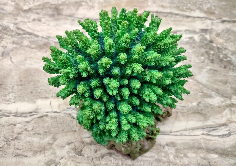 Green FAUX Table Coral - Acropora Hyacinthus - (1 FAUX Coral approx. 5Wx6Dx4T inches). Green thick fluffed coral set on rock. Copyright 2022 SeaShellSupply.com.