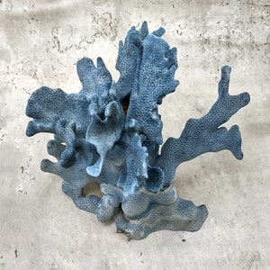 Blue Ridge Coral Cluster - (1 coral cluster 7-9 inches)