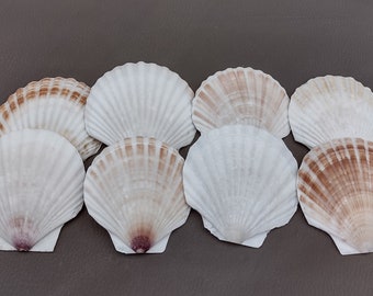 Small Scallop Baking Dish Seashells - Pecten Yessoensis - (8 shells approx. 2-2.5 inch) Perfect for Appetizer Dishes, Crafts, Art Projects