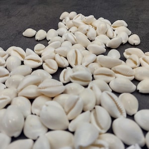 White Cowrie Seashells Bulk Cypraea Annulus (approx. Half Cup +/-40 ...