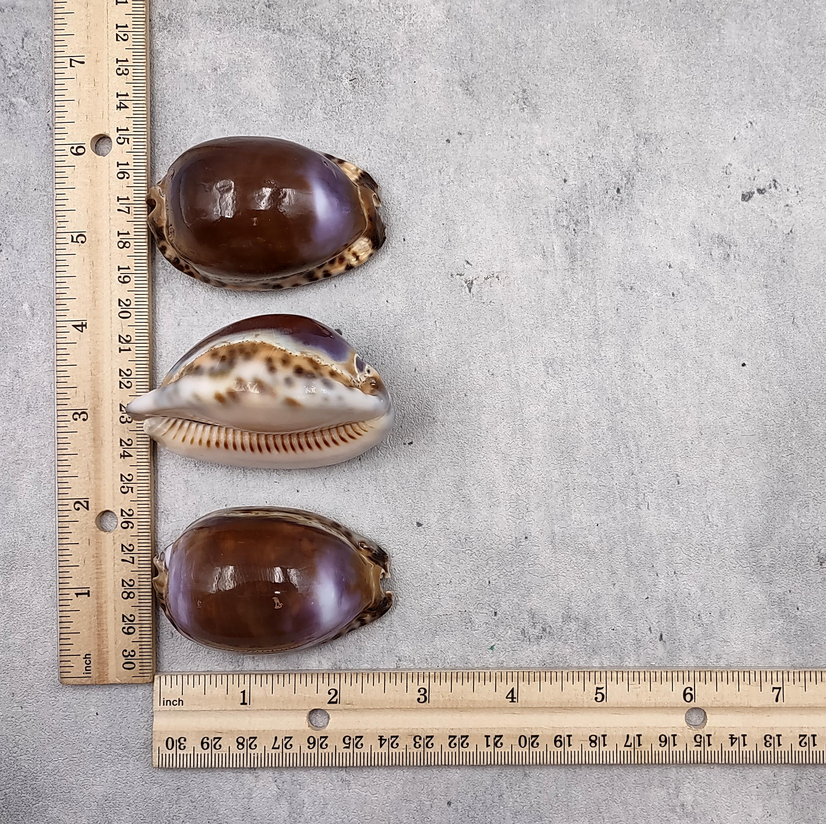 Purple Ringed Top Shell Purple Top Brown Arabian Cowrie Seashells Cypraea Arabica (2 Shells ...