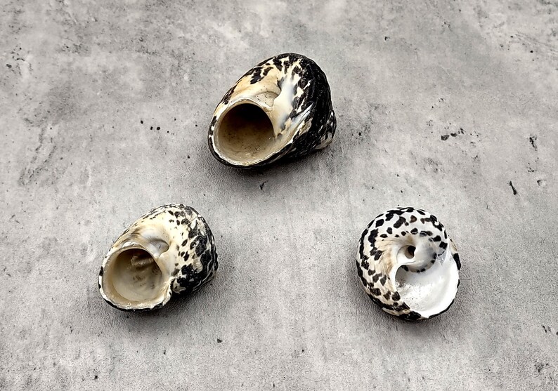 Magpie Shells West Indian Top Seashells Magpie Striped Black Cittarium Pica (3 Shells ...
