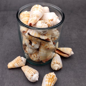 May include: A clear glass jar filled with various seashells, some spilling out onto a dark gray surface. The shells are primarily cream and tan with brown markings, showcasing natural patterns and textures. The arrangement suggests a coastal or nautical theme.
