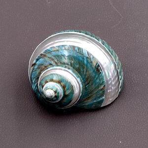 Polished Jade Turbo Shell w/Pearlized Stripe (3-3.5 inches) - Turbo Burgessi. jade spiral shells laying out for one to show the gold and green design white the other shows the opening. Copyright 2022 SeaShellSupply.com.