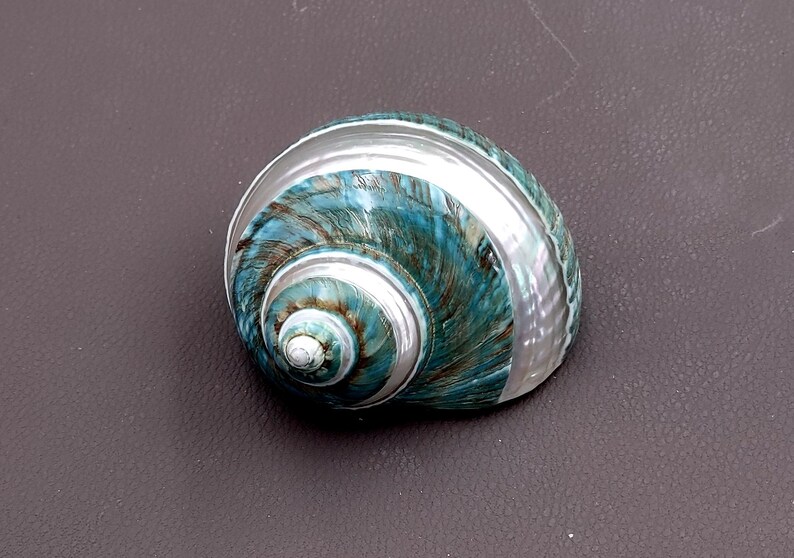 Polished Jade Turbo Shell w/Pearlized Stripe (3-3.5 inches) - Turbo Burgessi. jade spiral shells laying out for one to show the gold and green design white the other shows the opening. Copyright 2022 SeaShellSupply.com.