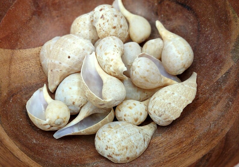 Tan Shells Tan Fig Seashells Ficus Gracilis (10 Shells Approx. 1+ Inches) Quality ...