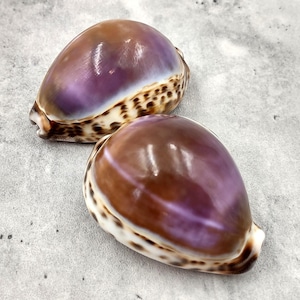 Purple Top Tiger Cowrie Seashells Cypraea Tigris (2 shells approx. 2.25+ inches) Purple Top Tiger Cowry Shells for coastal crafts & décor!
