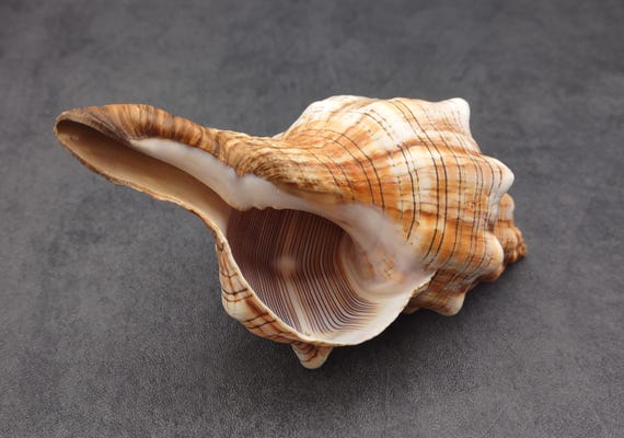 法螺貝35cm Large Fox Seashell Fasciolaria Trapezium (1 Shell Approx. 5+