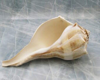 Lightning Whelk Busycon Contrarium (1 shell approx. 8+ inches)