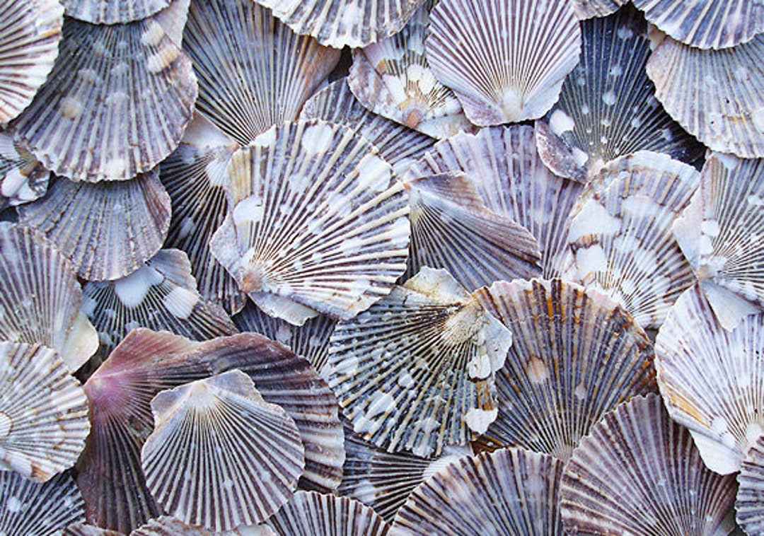 Green Limpet Seashells - Sutorria Mesoleuca - (approx. 20-25 shells 0.5-1  inches)