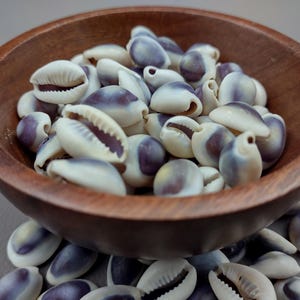 Purple Top Cowrie Seashells Cypraea Annulus approx. Half Cup 45 Shells ...