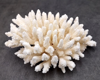May include: A natural white coral specimen featuring a dense, branching structure with numerous small, textured protrusions extending outward from a central base, creating a complex and organic form with a matte, porous surface appearance.