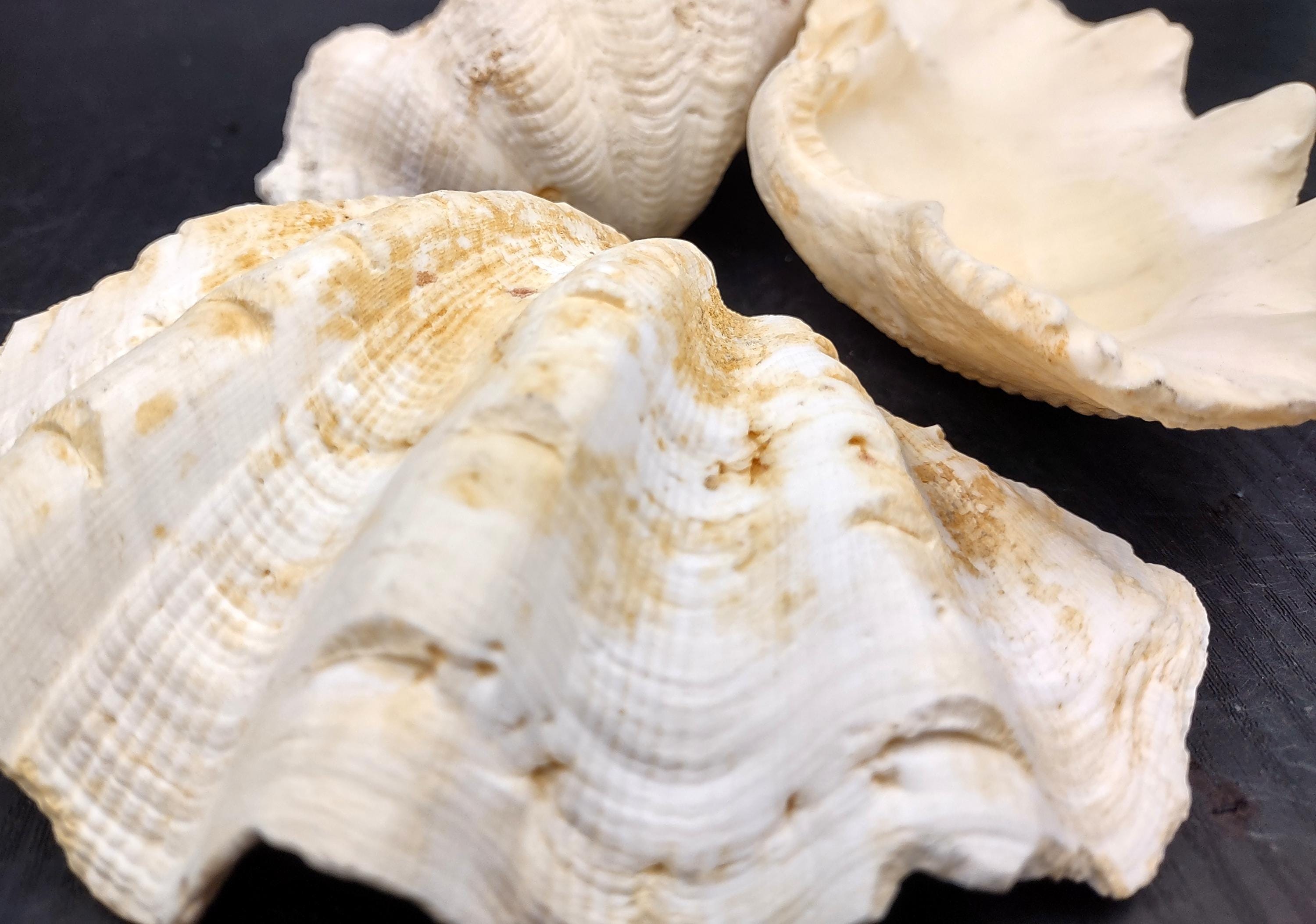 Ruffle Clam Seashell Half Tridacna Squamosa (1 Shell Approx. 5+ Inches ...