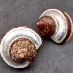 Banded Tapestry Turbo Seashells Turbo Petholatus (2 shells approx. 2+ inches) Special shells for coastal crafting décor & collections!