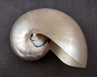 Pearlized Nautilus Seashell Polished Nautilus Pompilius (1 shell approx. 5+ inches) Great shells for coastal crafting decor & collections!