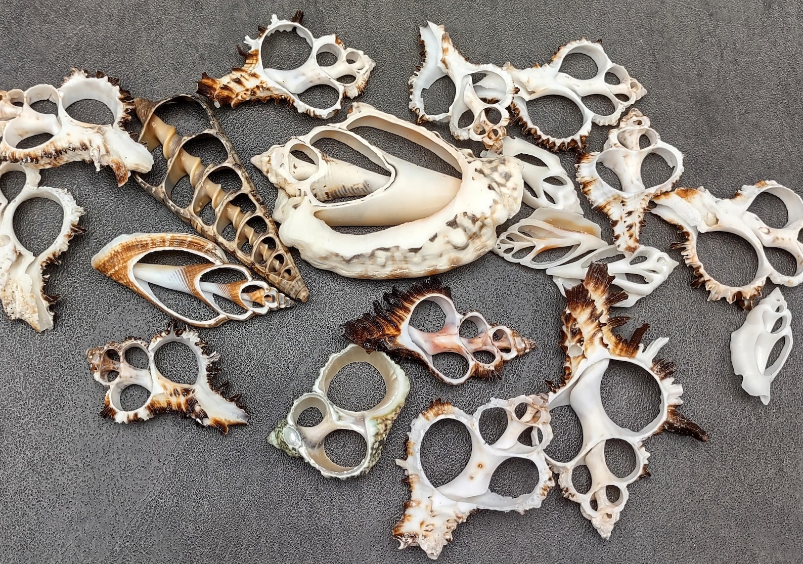 Center Cut Sliced Large Seashell Assortment (5 Shells Approx. 1.5-2.5 ...
