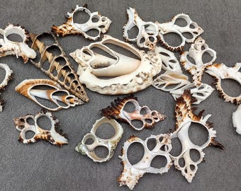May include: A collection of various seashells in shades of white, cream, and brown, arranged on a gray surface. The shells display intricate patterns and textures, showcasing natural coastal elements.