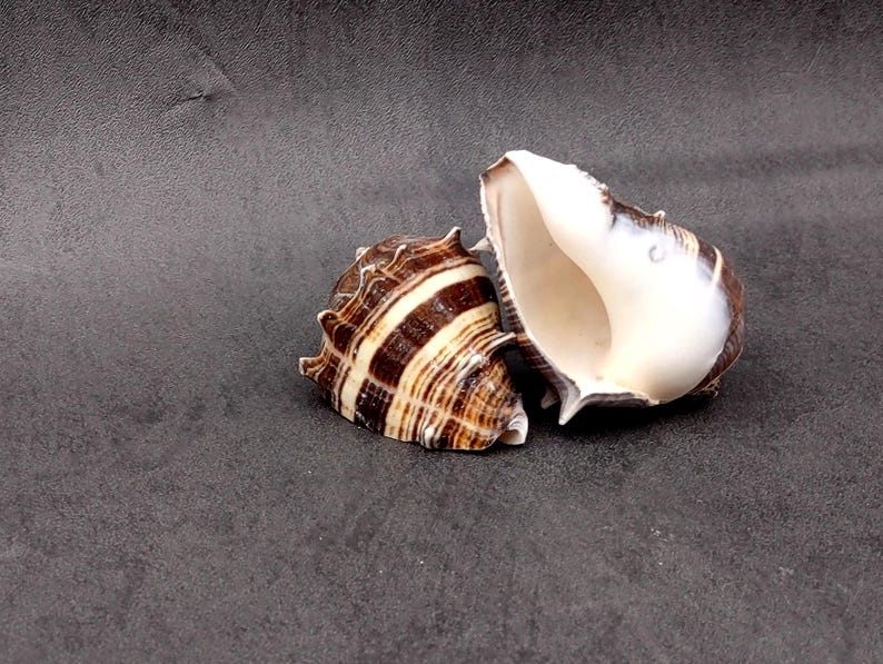 King Cong Shell King Crown Conch Seashells Brown Striped Melongena Corona (2 Shells ...