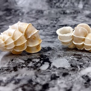 Precious Wentletrap Seashell - Epitonium Scalare - (1 shell approx. 1.5-2 inches).. One spiral shell with unique defining features. Copyright 2022 SeaShellSupply.com.