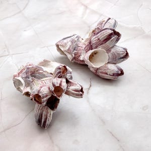 May include: Two clusters of barnacles with a mix of white and reddish-purple hues. The barnacles have a textured, layered appearance, with open, cup-like structures. The background is a white marble surface.