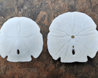 Arrowhead Sand Dollar/Large Encope Michelini (2 sand dollars approx. 3-4 inches)