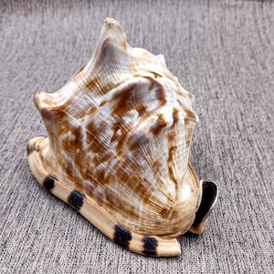 May include: A large, brown and white seashell with black stripes. The shell has a pointed, spiral shape and a smooth, glossy surface.