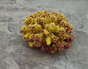 Yellow Rose FAUX Cluster Coral - Pocillopora Elegans - (1 FAKE Coral approx. 5Wx3Dx4T)