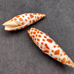 Episcopal Miter Seashells Orange Spotted Mitra Mitra (2 shells approx. 2+ inches) Episcopal Miter Shells for coastal display & collecting!