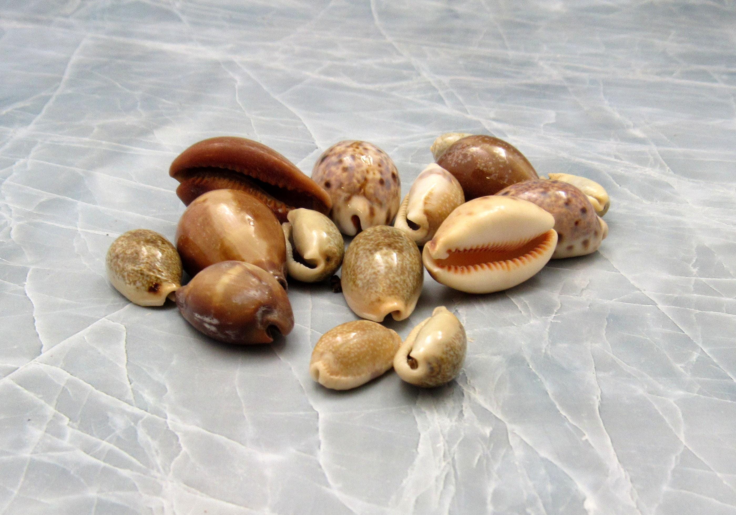 Cowrie Seashells Assorted Mix (approx. Half Cup +/-10 Shells 0.75 ...