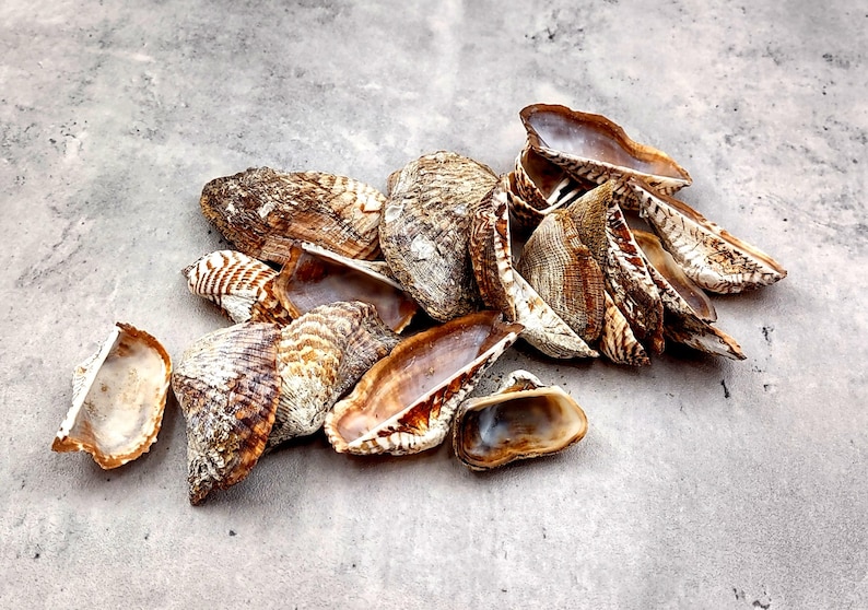 Turkey Wing Ark Clam Seashells Arca Zebra (20 Shells 1.5+ Inches ...