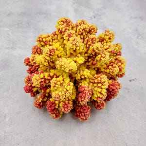 Yellow Rose FAUX Cluster Coral Pocillopora Elegans (1 FAKE Coral approx. 5Wx3Dx4T) Yellow Rose FAUX Cluster Coral for fish tank display!
