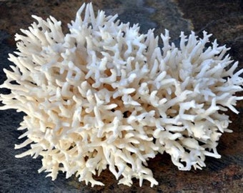 White Birdsnest Coral Cluster Seriatopora Hystrix (1 coral approx. 5-6+ inches) Perfect for ocean decor art projects crafts & collecting!