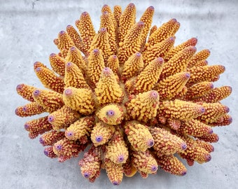 Rose/Pink Large FAUX Finger Staghorn Coral Acropora Humilis (1 FAKE Coral approx. 9Wx5xT7.5D inches)