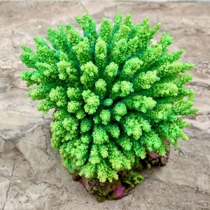 Green FAUX Table Coral - Acropora Hyacinthus - (1 FAUX Coral approx. 5Wx6Dx4T inches). Green thick fluffed coral set on rock. Copyright 2022 SeaShellSupply.com.