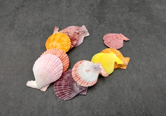 Noble Scallop Seashells Colorful Mix Pecten Nobilis (10