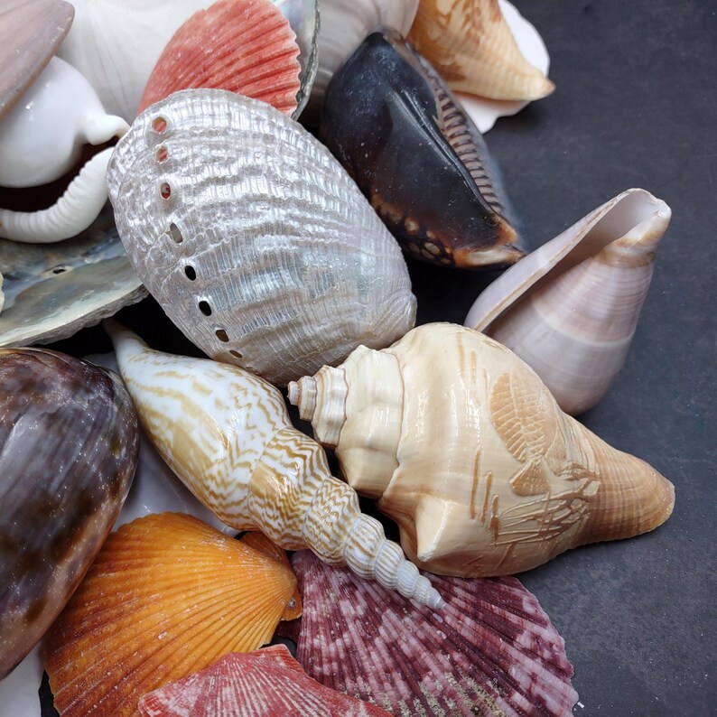 Seashell Variety Pack Assorted Mix B GRADE (approx. 40+ Shells 2-6 ...
