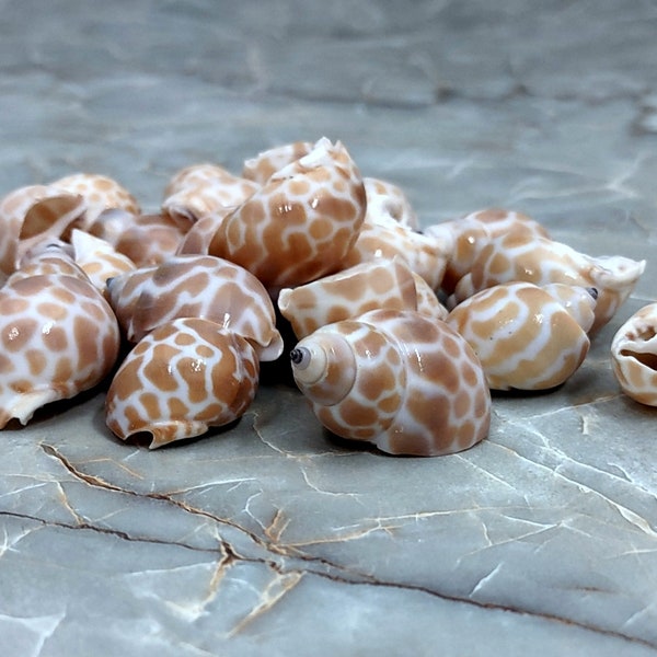 Small Spiral Babylon Seashells - Babylonia Spirata - (20 shells approx. 0.75-1 inches)