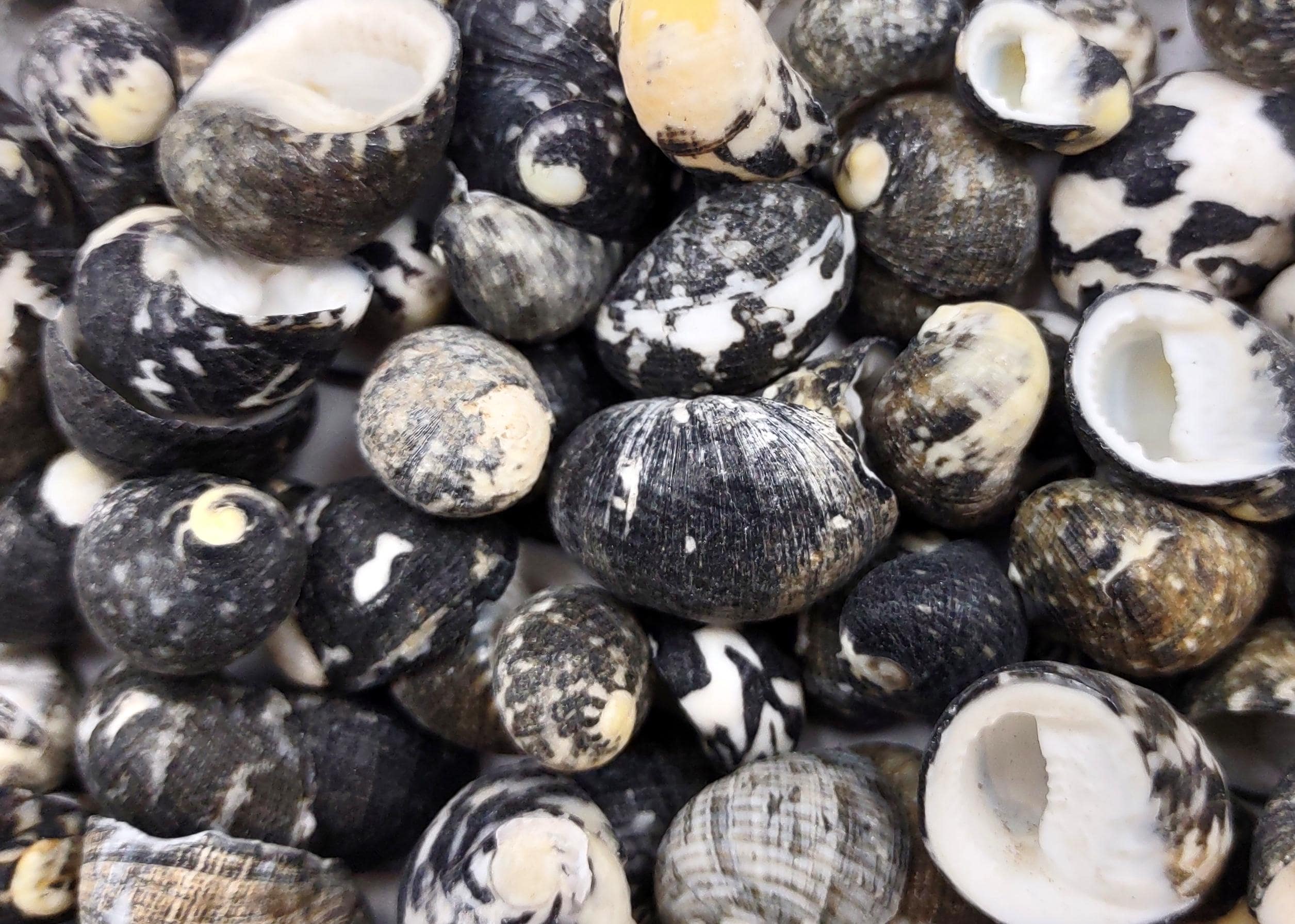 no.0468 ブラックカットとSea shell Black Moon Seashells Nerita Peloronta (approx. Half Cup +/-45