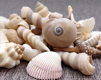 Drilled Seashells Assorted Mix (approx. 1 cup +/-15 shells 0.75-1.5+ inches) Drilled Shell Assortment for beach arts crafts décor & jewelry!