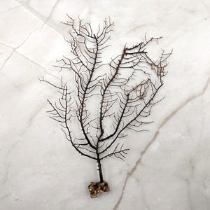 Black Sea Fan Coral Gorgonia Ventalina (1 fan approx. 5-6+ inches) Great sea fan for any coastal collection or artistic display!