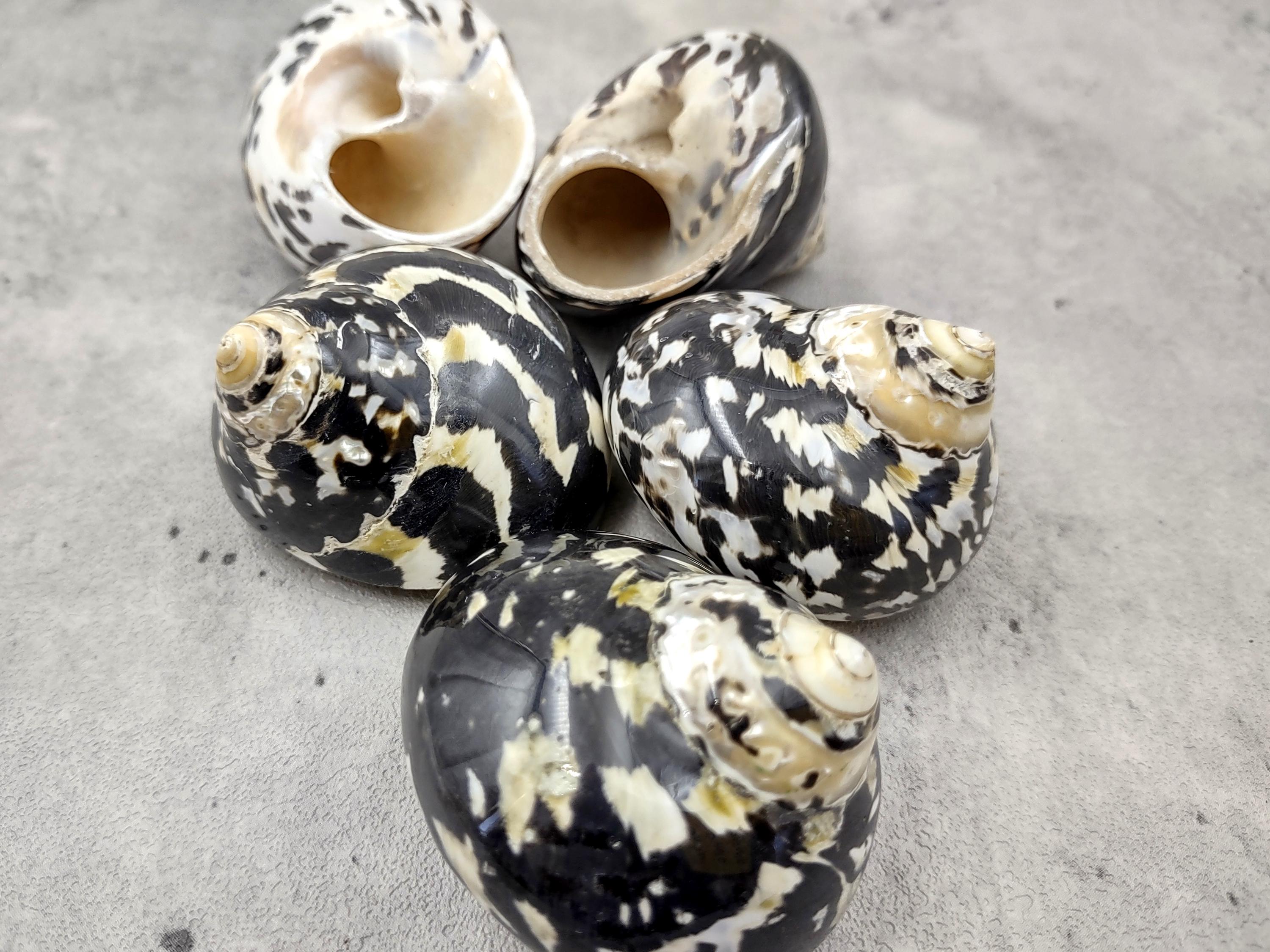 Magpie Shells West Indian Top Polished Seashell or Magpie Striped Shell Cittarium ...