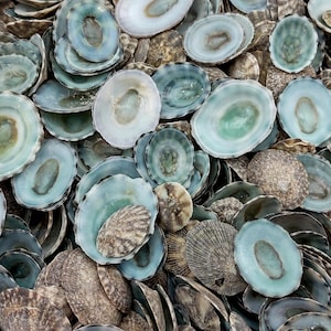 May include: A collection of decorative shells with a mix of colors. The shells have a light blue and white interior with a brown and gray exterior. The shells are arranged in a pile, creating a textured surface.