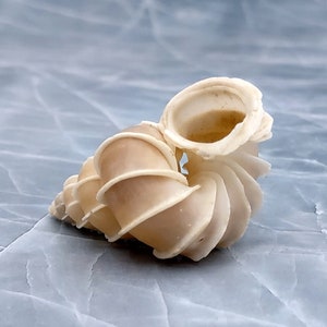 Precious Wentletrap Seashell - Epitonium Scalare - (1 shell approx. 1.5-2 inches).. One spiral shell with unique defining features. Copyright 2022 SeaShellSupply.com.