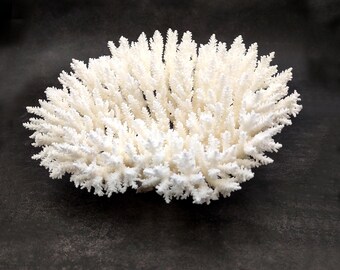 May include: A bright white, naturally branched coral specimen with a dense, intricate structure of numerous small, pointed tips radiating outward from a central base, creating a rounded, bowl-like shape against a dark, solid background.